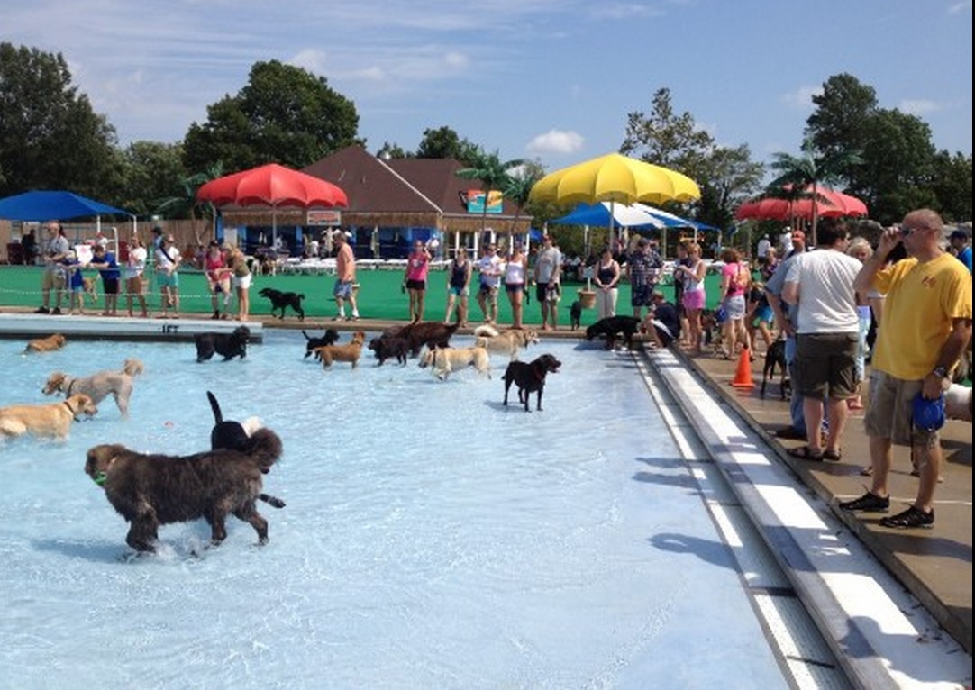 Demostrar Imbécil azúcar primer parque acuático del mundo para los perros - Барселона Путеводитель  Happyinspain